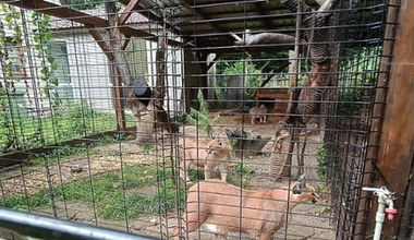 Dzikie koty w klatkach, a w ziemi ciało rysia. Policja weszła do mini zoo