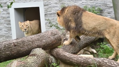Dzikie koty z krakowskiego zoo mają nowy dom