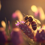 Dzikie pszczoły się kurczą. Im cieplej, tym mniejsze owady