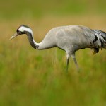 Dzikie ptaki umierają jeden za drugim. Sąsiad Polski ma ogromny problem