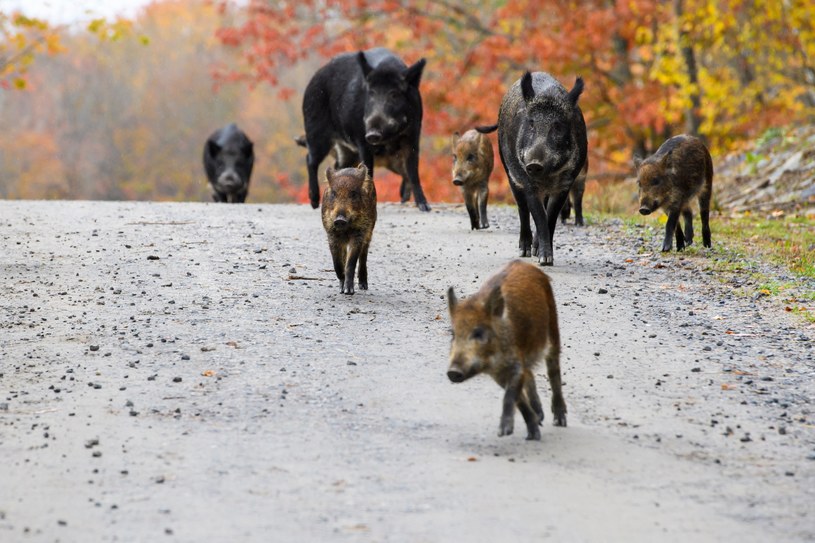 Dzikie świnie w parku Omega w Quebecu /MAXYM MARUSENKO /AFP