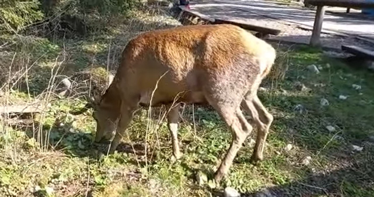 ​Dzikie zwierzęta przy szlakach. TPN apeluje: nie dokarmiajcie ich