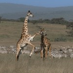 Dzikie zwierzęta z Tanzanii zagrożone. Żyją tu zebry, gazele, gnu, hieny i żyrafy
