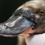 Dziobak z potężnymi szczękami i zębami. Zaskakujące odkrycie w Australii