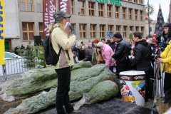 Dziś choinki pod choinkę rozdajemy we Wrocławiu