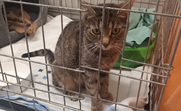 Dziś obchodzimy Światowy Dzień Kota. Można im dać wyjątkowy prezent