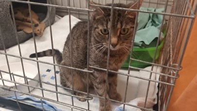 Dziś obchodzimy Światowy Dzień Kota. Można im dać wyjątkowy prezent