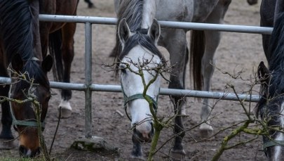 Dziś sekcja zwłok klaczy, która padła w weekend w Janowie Podlaskim