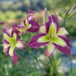 Dziś Święto Liliowców w Arboretum Wojsławice