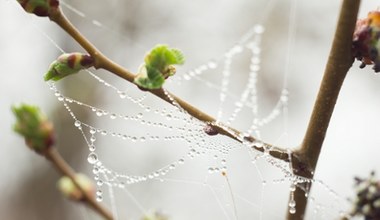Dziś wyrzucamy je z domów. Kiedyś wierzono, że przynoszą szczęście i dobrobyt