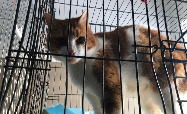 Dzisiaj Dzień Kota. Na adopcję czekają małe kotki i duże kocury