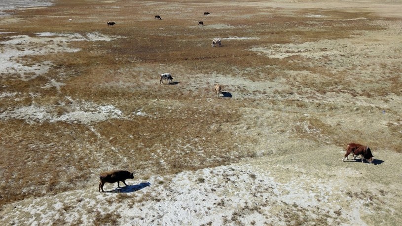 Dzisiaj na suchym dnie wypasają się m.in. krowy /AA/ABACA/Abaca /East News