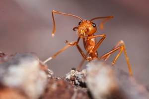 Dziura po pocisku znika w 24h - mrówki Azteca dosłownie naprawiają drzewa