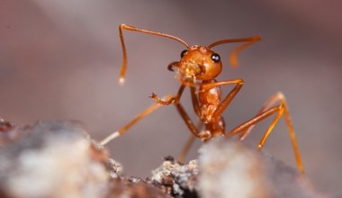 Dziura po pocisku znika w 24h - mrówki Azteca dosłownie naprawiają drzewa