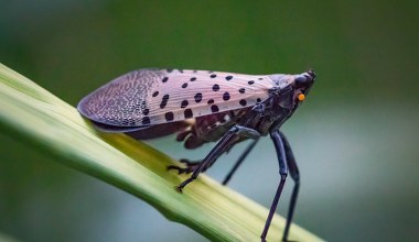 Dziwaczne pluskwy z Chin zaatakowały USA. "Zgniatajcie je!"
