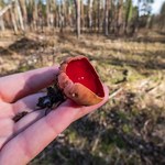 Dziwadła z polskich lasów. Nietypowe grzyby, które można jeść