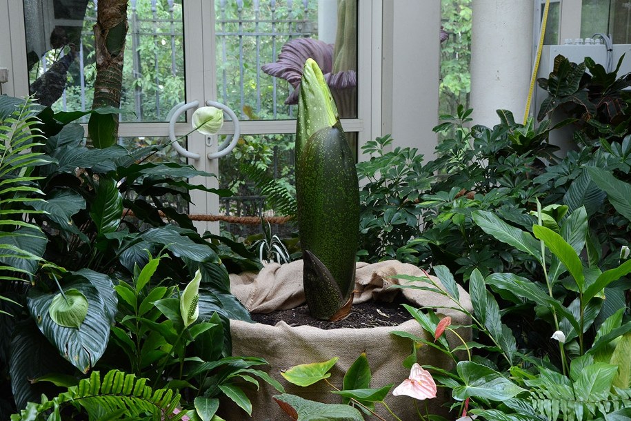 Dziwidło olbrzymie /Ogród Botaniczny Uniwersytetu Warszawskiego  /Materiały prasowe