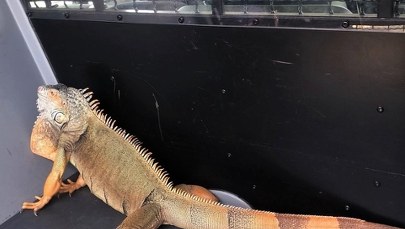 "Dziwna jaszczurka" w ogrodzie. Policjanci ujęli... legwana