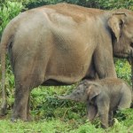 sumatra Dziwna śmierć matki i młodego wstrząsnęła Indonezją. Trwa walka o gatunek
