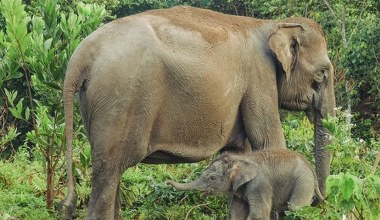Dziwna śmierć matki i młodego wstrząsnęła Indonezją. Trwa walka o gatunek