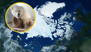 Dziwne hybrydy niedźwiedzi pojawiają się w Arktyce. To zły znak