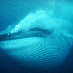 Dziwne hybrydy wielorybów pływają po oceanie. Co się dzieje?