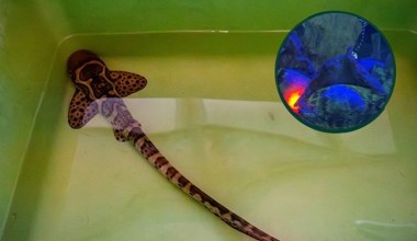 Dziwne kieszonki pływają w zoo w Polsce. To niezwykłe jaja