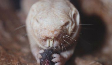 Dziwne, łyse stworzenia ukrywają się pod ziemią. Mogą nam pomóc żyć dłużej