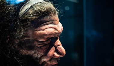 Dziwne narzędzia sprzed 300 tys. lat ujawniają zachowania neandertalczyków