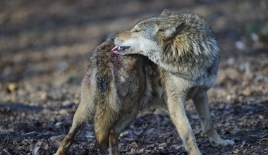 Dziwnie wyglądające wilki biegają po polskiej puszczy. Co się dzieje?