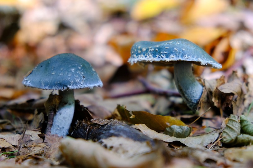 Dziwny, niebieski grzyb w polskich lasach. Czy jest jadalny?
