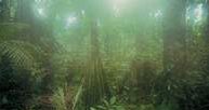 Dżungla amazońska, Peru /Encyklopedia Internautica