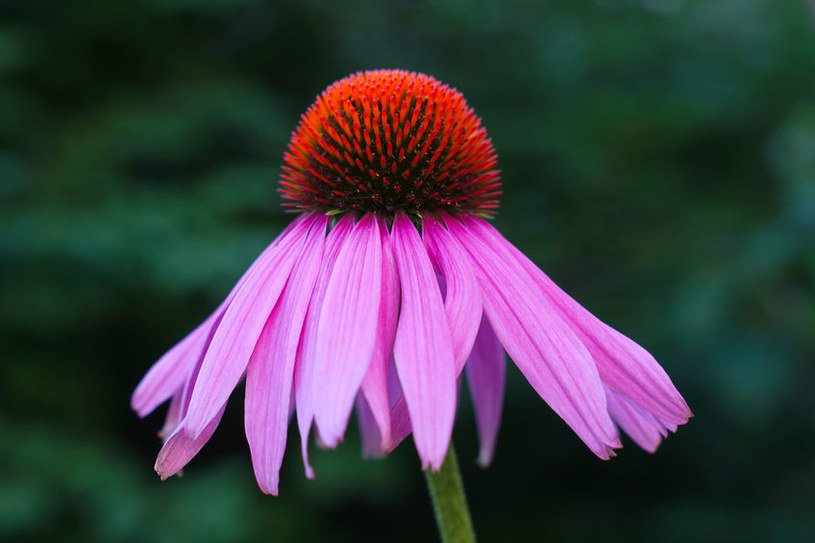 Echinacea, czyli jeżówka /&copy;123RF/PICSEL