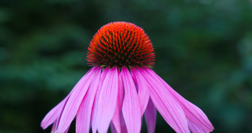 Echinacea, czyli jeżówka /&copy;123RF/PICSEL