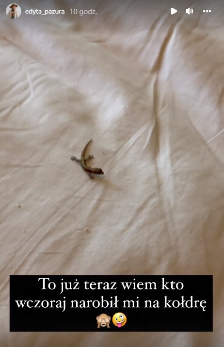 Edyta Pazura znalazła w swoim łóżku jaszczurkę https://www.instagram.com/edyta_pazura/