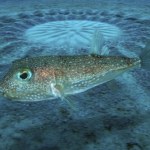 Efektowne mandale na dnie oceanu. Niebywałe, kto jest autorem tej sztuki