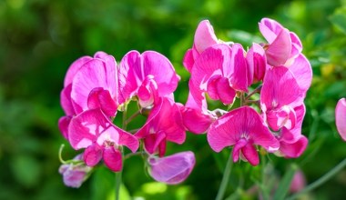 Efektowny i nieziemsko pachnący. Wysiej już teraz, a sąsiedzi oniemieją 