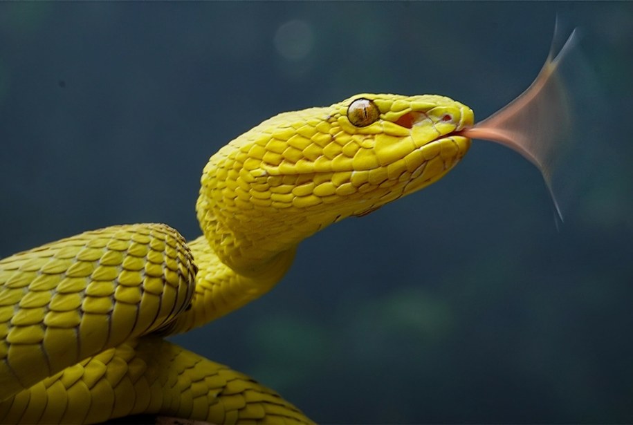 Wąż wpełzł mu do kieszeni i śmiertelnie ukąsił. Tragedia na pokazie