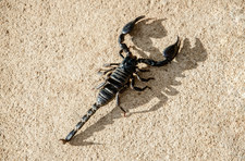 Egipt: Ataki skorpionów w Asuan. Trzy ofiary, ponad 450 rannych 