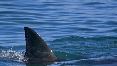 Egipt: Rekin, który pożarł Rosjanina, złapany