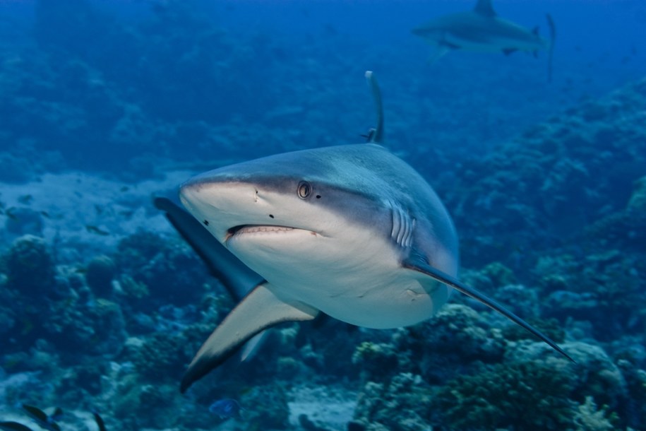Egipt śledzi rekiny z kosmosu (zdj. podglądowe) /Shutterstock