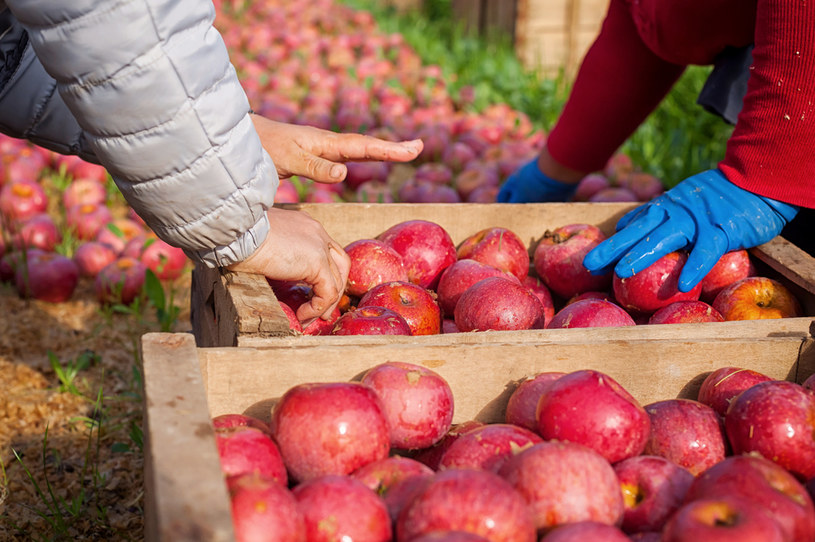 Egipt został największym importerem polskich jabłek w sezonie 2020/2021 /123RF/PICSEL