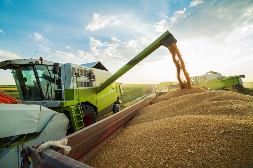 Egipt zrobił zapasy pszenicy w Rosji. Kupił prawie pół miliona ton /123RF/PICSEL