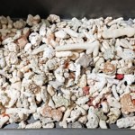 Egzotyczna pamiątka z Seszeli. „Pozbierał na plaży”