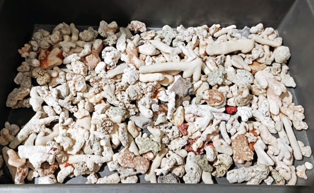 Egzotyczna pamiątka z Seszeli. „Pozbierał na plaży”