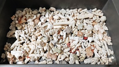 Egzotyczna pamiątka z Seszeli. „Pozbierał na plaży”