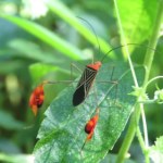 Egzotyczna pluskwa macha chorągiewkami. To wcale nie jest taniec 