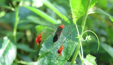 Egzotyczna pluskwa macha chorągiewkami. To wcale nie jest taniec 