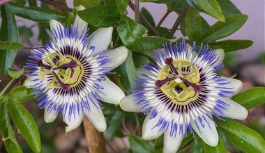 Egzotyczna roślina podbija ogrody Polaków. Wygląda jak dzieło sztuki