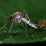 Egzotyczne komary atakują Europę